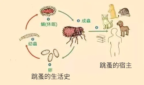 跳蚤圖片